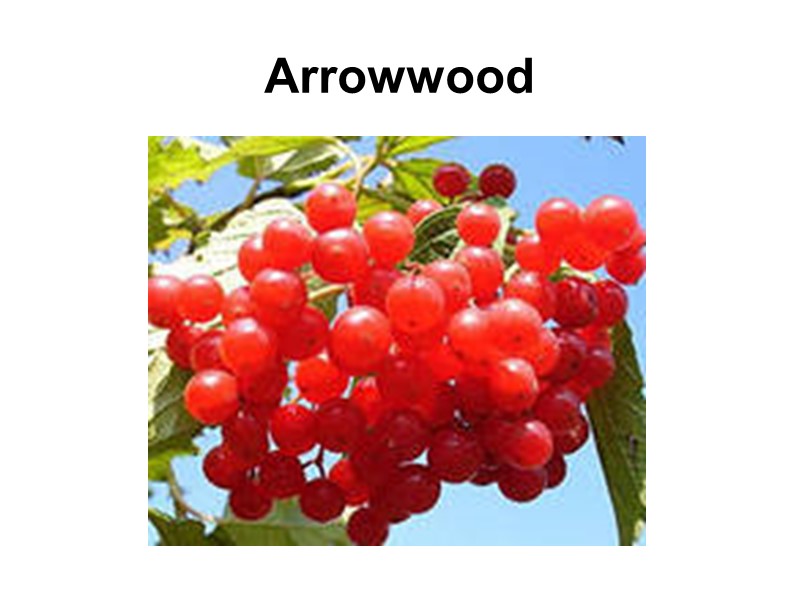 Arrowwood